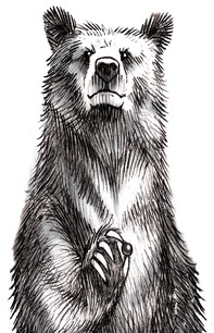Bearitage Bear drawing in black and white