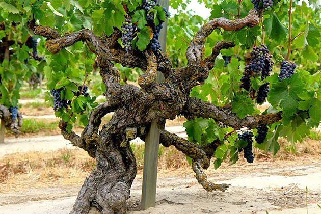 Haraszthy Family Cellars Old Vine Zin grapevine growing
